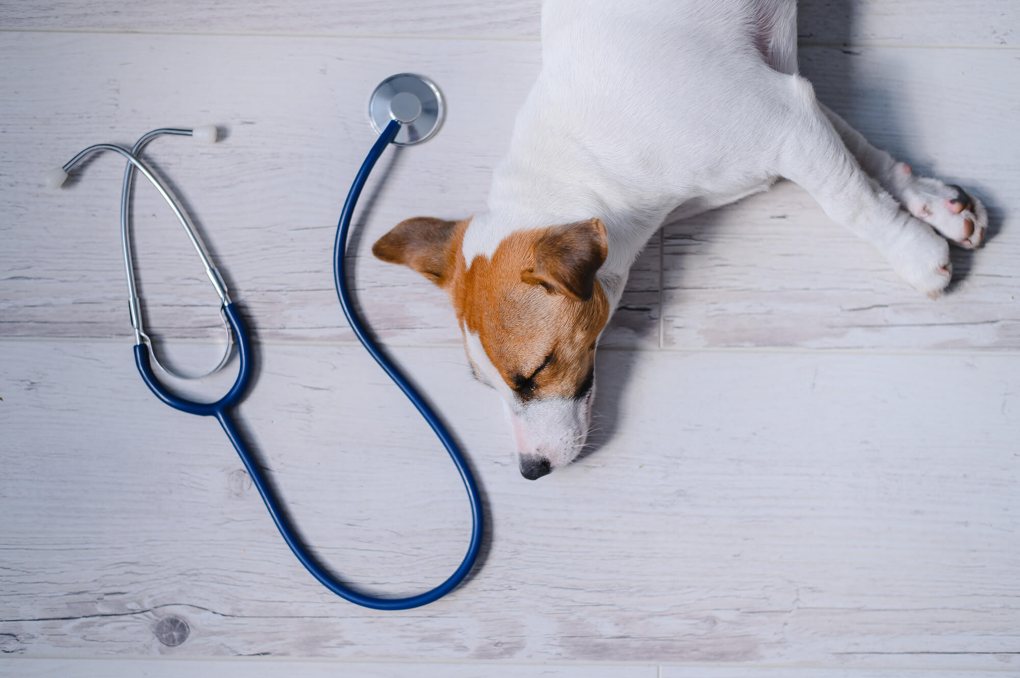 犬の心臓病の検査方法